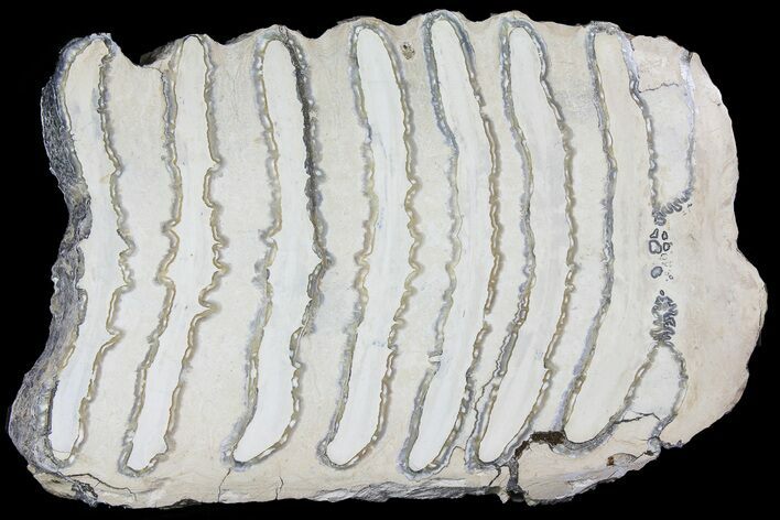 Polished Mammoth Molar Section - South Carolina #180475